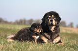 DOGUE DU TIBET 533